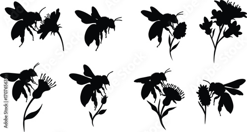 Bee and flower silhouettes in multiple pollination poses, insect wildlife vector set, honeybee graphic, garden nature illustration, floral design elements for spring