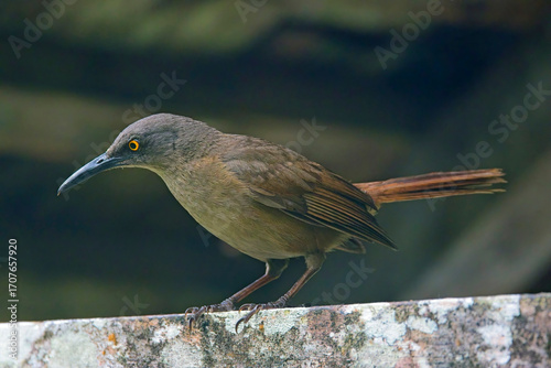 Brown Trembler (Cinclocerthia ruficauda) a portrait, perched on a wall, Guadaloupe, West Indies.
