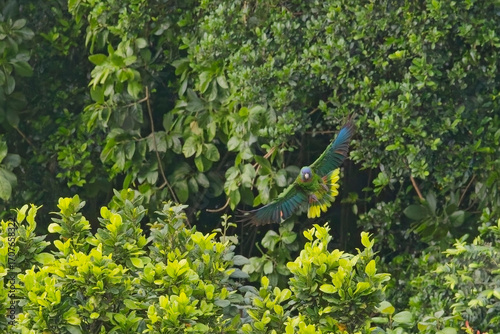 Red-necked Amazon (Amazona arausiaca), also known as red-necked parrot, Dominican blue-faced amazon, in flight, a rare endemic parrot of the Caribbean island of Dominica, West Indies.