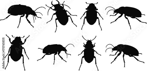 Beetle silhouettes in various shapes and sizes, insect wildlife vector set, entomology graphic, tropical bug illustration, nature design elements collection