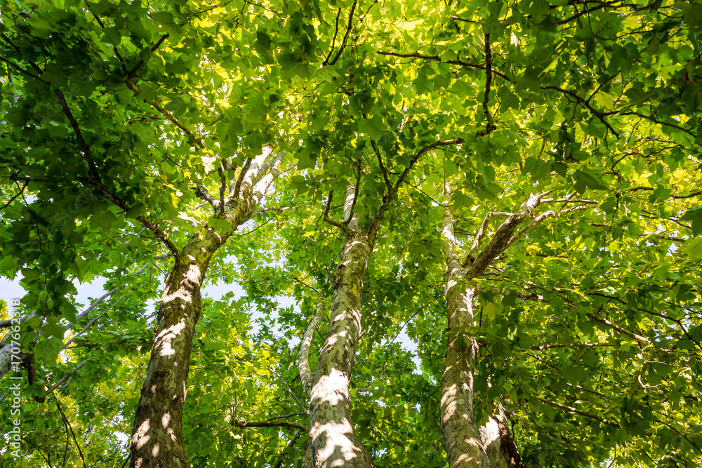 Fototapeta premium low angle view of lush green plane tree canopy. nature art background with bright greenery. abstract nature background. plane tree