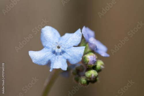 Delicate blue flower close-up