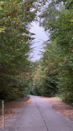 road in the woods