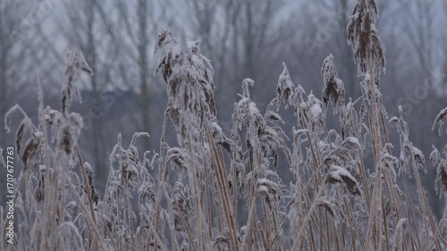 Landscapes in the winter snow of England with trees and canal in North near Manchester UK 4K
