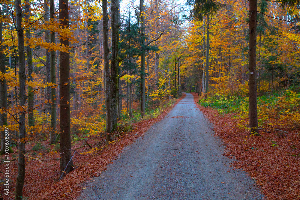 Obraz premium Laubwald mit Weg im Herbst