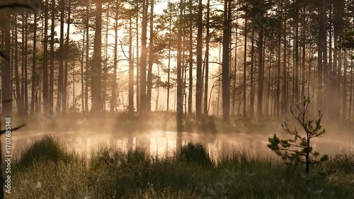 On a swamp in the early morning at dawn, fog moves over the water from left to right. The camera moves slowly forward. The frame contains grass and trees in the sun's rays