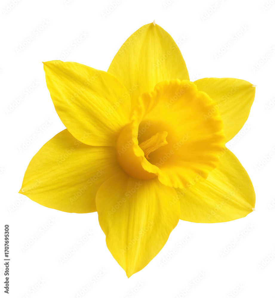 Fototapeta premium Yellow daffodil with trumpet center