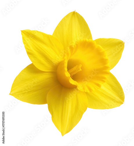 Yellow daffodil with trumpet center