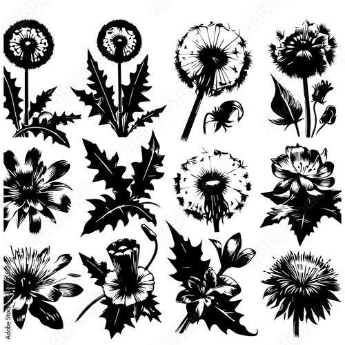 A collection of detailed black and white floral illustrations featuring dandelions and other flowers