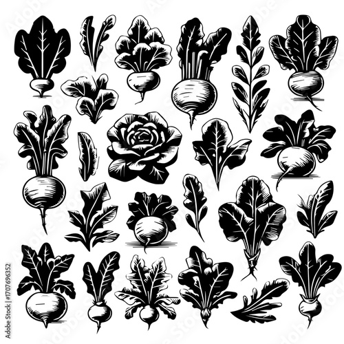A collection of monochrome beet root illustrations with leaves and a rose flower in various styles