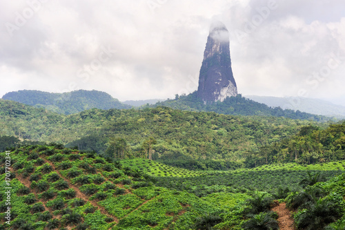 African oil palm plantation with the Pico Cao Grande (Great Dog Peak), Sao Tome Island, Republic of Sao Tome and Principe