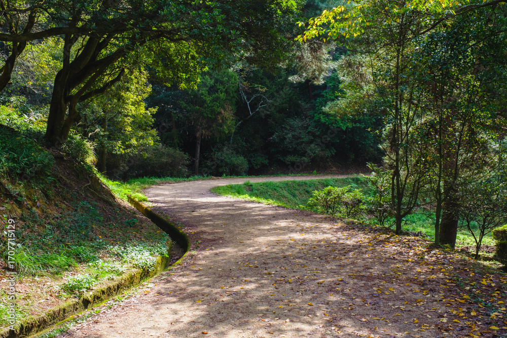 Fototapeta premium 深山公園、自然豊かな日本の山の風景、岡山、日本