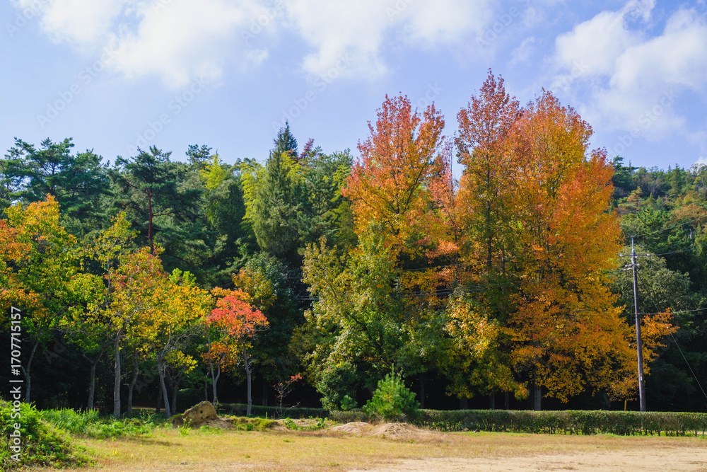 Naklejka premium 深山公園、黄色い葉っぱが秋の雰囲気を演出する風景、岡山、日本