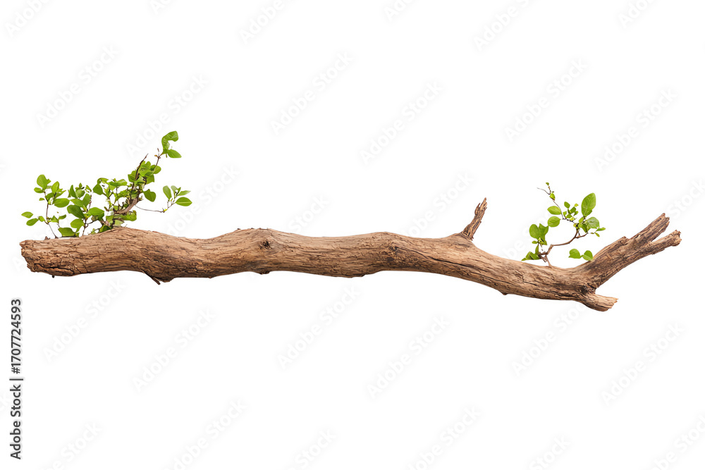 Fototapeta premium Natural wooden branch with fresh green leaves, isolated on white background.