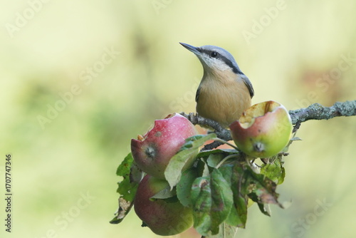 Eurasian nuthatch (Sitta europaea) sits on a apple twig. nuthatch in the nature habitat. Wildlife scene from fall forest.