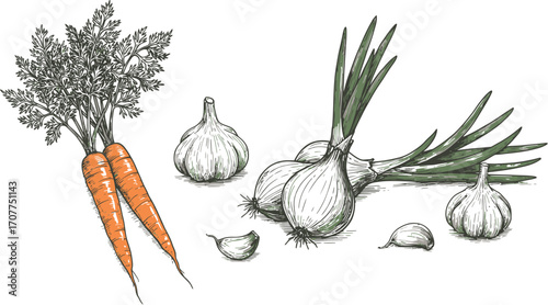 Carrot onion and garlic sketch with rosemary sprig herbs