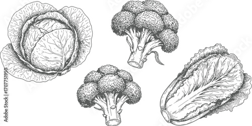 Collection of four grey vegetable silhouettes including cabbage broccoli and lettuce napa cabbage vegetables