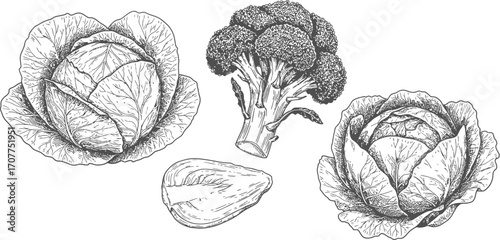 Hand drawn sketch of cabbage broccoli and avocado drawing