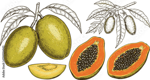 Two whole olives and two halves of a papaya with leaves fruit papayas