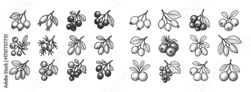 Hand-Drawn Fruit Icons