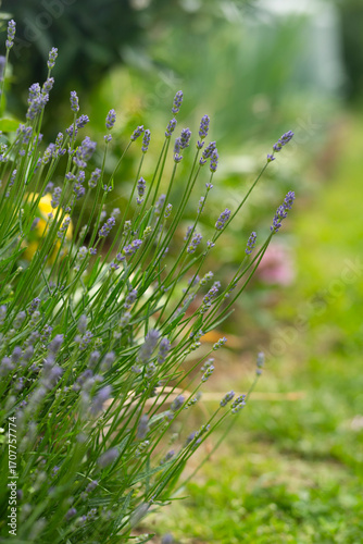 Lavender plants growing in a garden with blurred background.