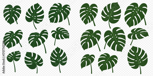 Collection of stylized Monstera leaves in various shapes and orientations on a transparent background.