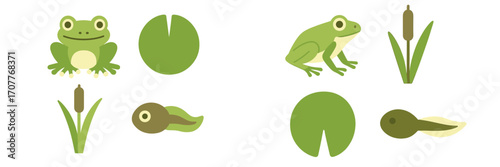 Set of green frogs, tadpoles, lily pads, and cattails representing diverse pond life elements and aquatic nature