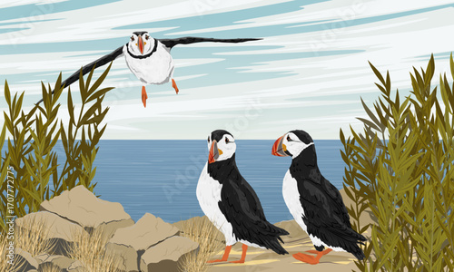 Group of Atlantic puffins on a rocky seashore. Scandinavian bird Fratercula arctica or common puffin. Realistic vector landscape