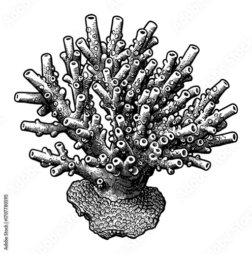Pocillopora Coral Detailed Marine Life Black and White Outline Line Art Drawing Vintage Engraving
