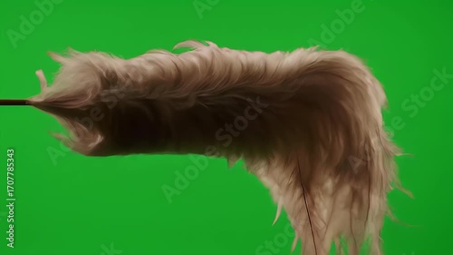 Soft Fluffy Feather Boa or Duster on Green Screen for Chroma Key Compositing