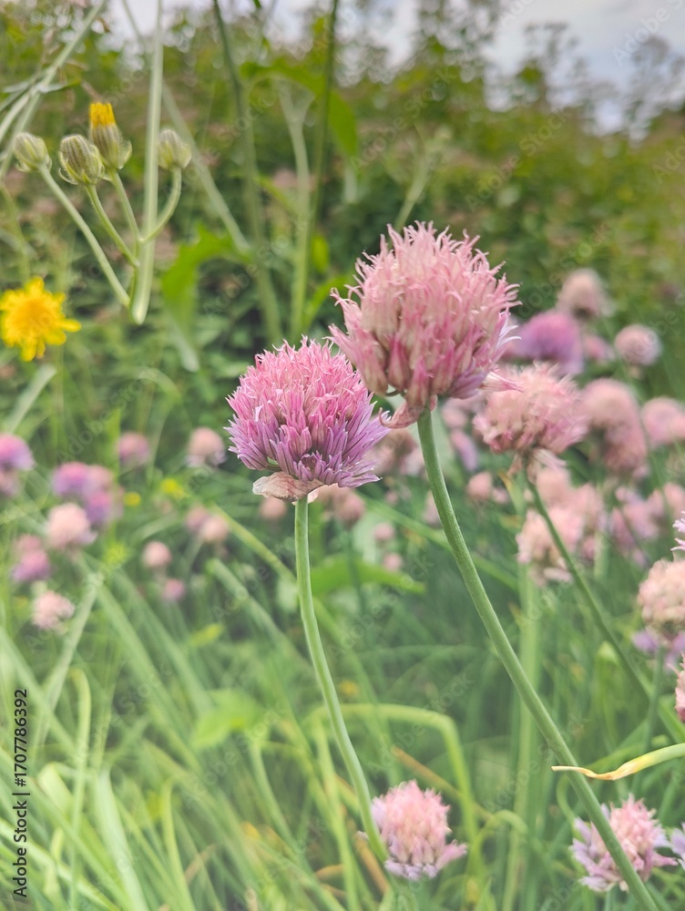 Obraz premium Blooming Chive Flowers (Allium schoenoprasum) in Meadow. Purple-pink chive blossoms (Allium schoenoprasum) growing wild in a grassy summer meadow with other flowers and natural greenery