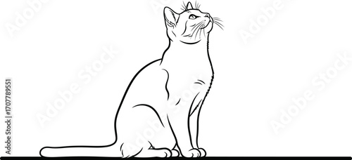 Elegant cat sitting attentively, looking upwards with curiosity and grace
