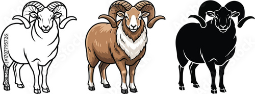 Ram animal in outline, color, and silhouette vector illustration