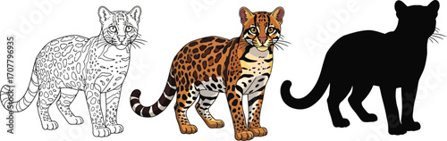 Margay cat in line art, color, and silhouette vector illustration
