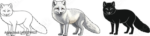 Arctic fox in sketch, color, and silhouette illustration