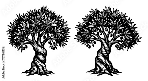 Two stylized olive trees with twisted trunks and abundant leaves, rendered in a black and white engraving style.