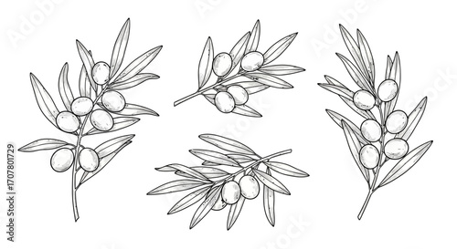 Four olive branches with leaves and olives are depicted in a detailed, monochrome line drawing on a white background.
