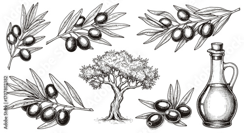 Hand-drawn illustration featuring olive branches with olives, a full olive tree, and a bottle of olive oil, all in a detailed sketch style.