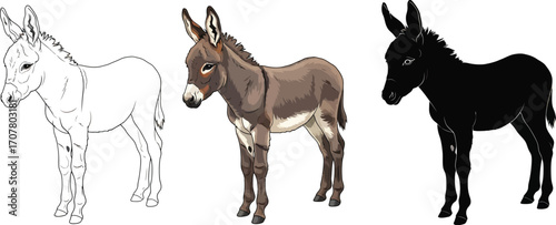 Three stages of a donkey from sketch to color to silhouette vector illustration
