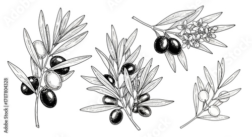 Detailed botanical illustration of olive branches with leaves, flowers, and ripe olives in varying stages, depicted in a black and white sketch style.