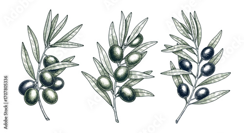 Three olive branches with olives in varying stages of ripeness, depicted in a detailed, vintage-style illustration.