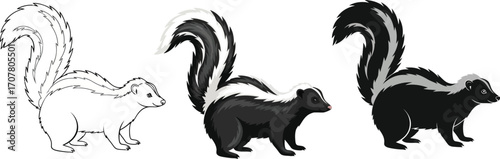 Three skunks in line art, color, and silhouette styles with fluffy tail