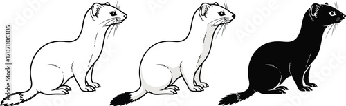 Stoat in line art, color, and silhouette illustration