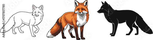 Three foxes in outline, color, and silhouette wildlife illustration