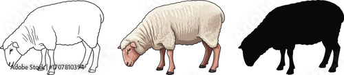 Three sheep grazing side by side in line art, color, and silhouette styles