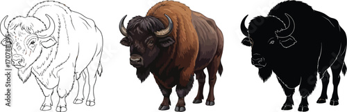 Bison illustration in line art, color, and silhouette styles