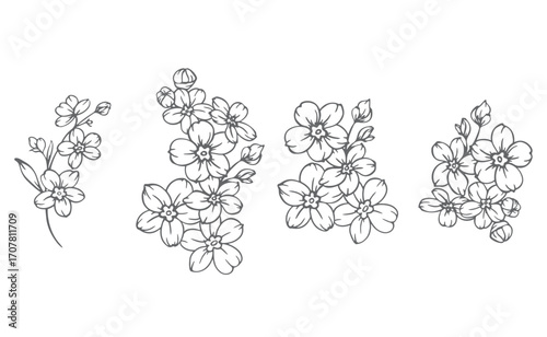 Forget me not flower drawing. Forget-me-not illustration isolated on white illustration. Floral Line Art Graphics. Hand Drawn Outline Flowers. Botanical Silhouette Drawing. Floral Illustration