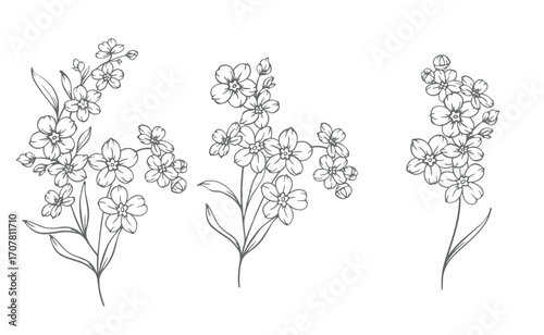 Forget me not flower drawing. Forget-me-not illustration isolated on white illustration. Floral Line Art Graphics. Hand Drawn Outline Flowers. Botanical Silhouette Drawing. Floral Illustration