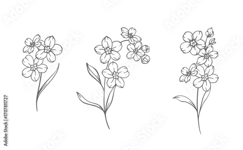 Forget me not flower drawing. Forget-me-not illustration isolated on white illustration. Floral Line Art Graphics. Hand Drawn Outline Flowers. Botanical Silhouette Drawing. Floral Illustration