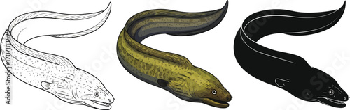 Three eels in outline, color, and silhouette illustration